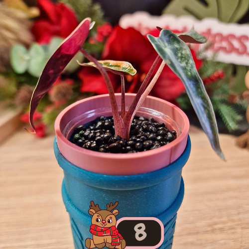 Alocasia Bambino Aurea