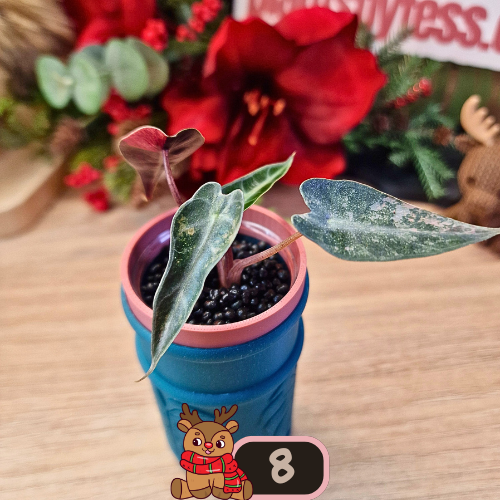 Alocasia Bambino Aurea