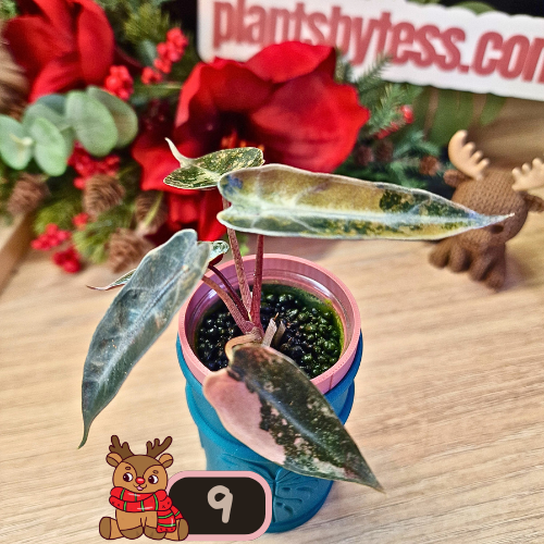 Alocasia Bambino Aurea