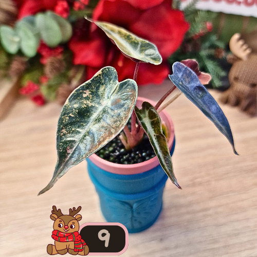 Alocasia Bambino Aurea