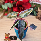 Alocasia Bambino Aurea