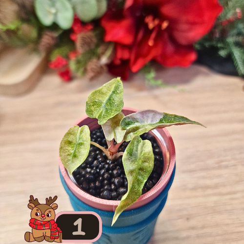 Alocasia Polly aurea Splash