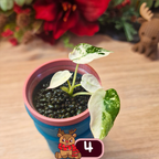 Alocasia Black Velvet pink