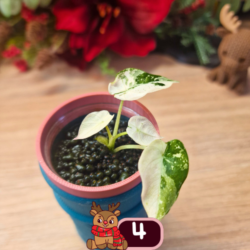 Alocasia Black Velvet pink