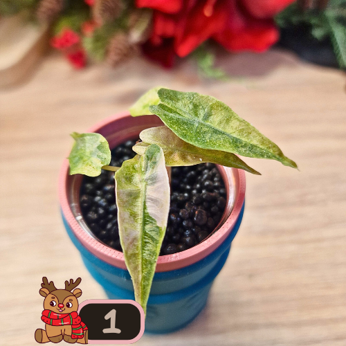 Alocasia Polly aurea Splash