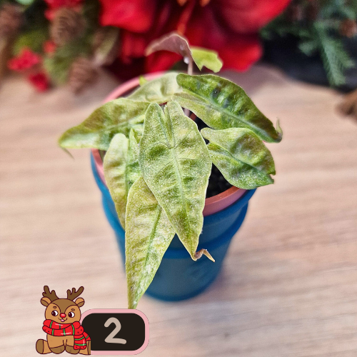 Alocasia Polly aurea Splash