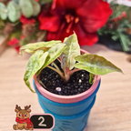 Alocasia Polly aurea Splash