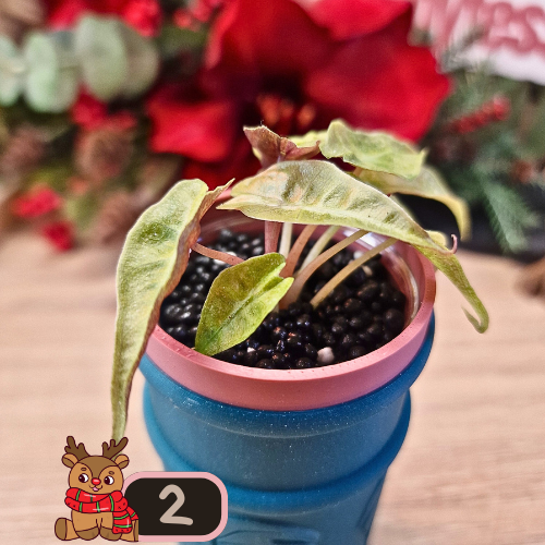 Alocasia Polly aurea Splash