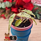 Alocasia Polly aurea Splash