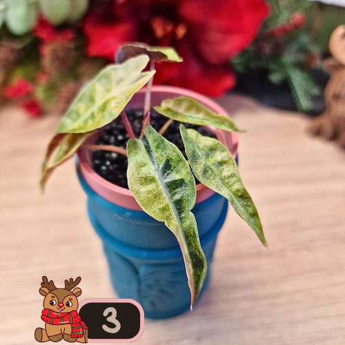 Alocasia Polly aurea Splash