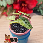 Alocasia Polly aurea Splash