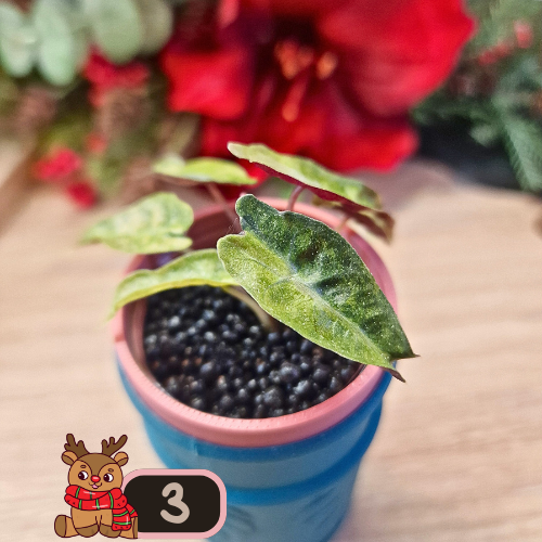 Alocasia Polly aurea Splash