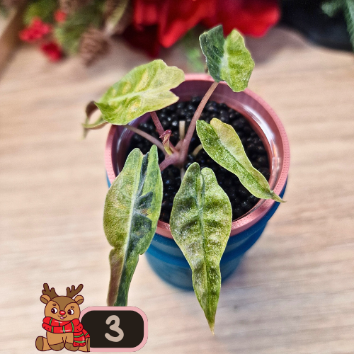 Alocasia Polly aurea Splash