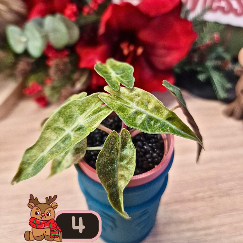 Alocasia Polly aurea Splash