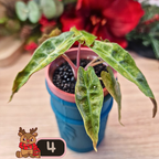 Alocasia Polly aurea Splash