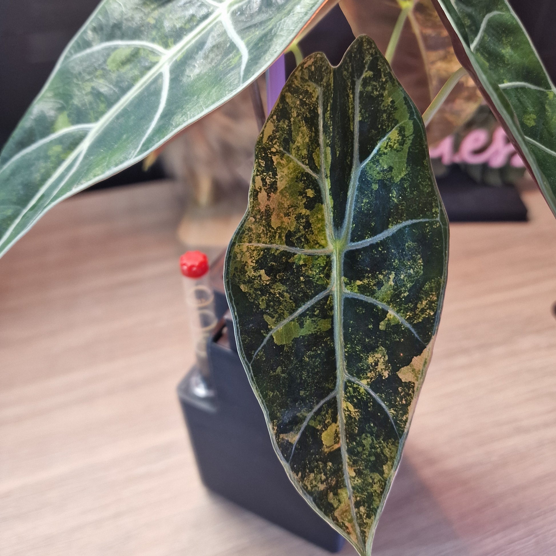 Alocasia Suhirmaniana aurea corm