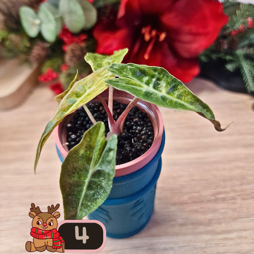 Alocasia Polly aurea Splash