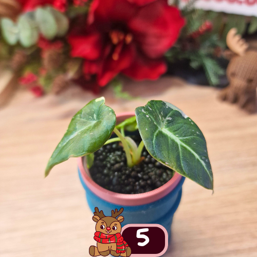 Alocasia Black Velvet pink