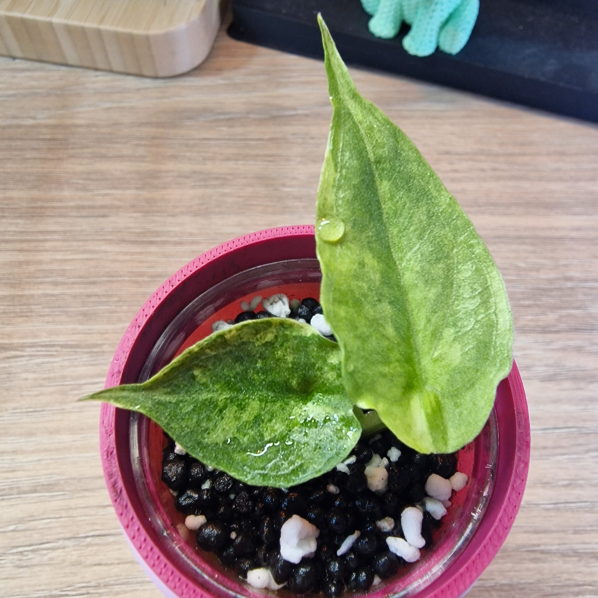 Alocasia Heterophylla 'Dragons Breath' aurea
