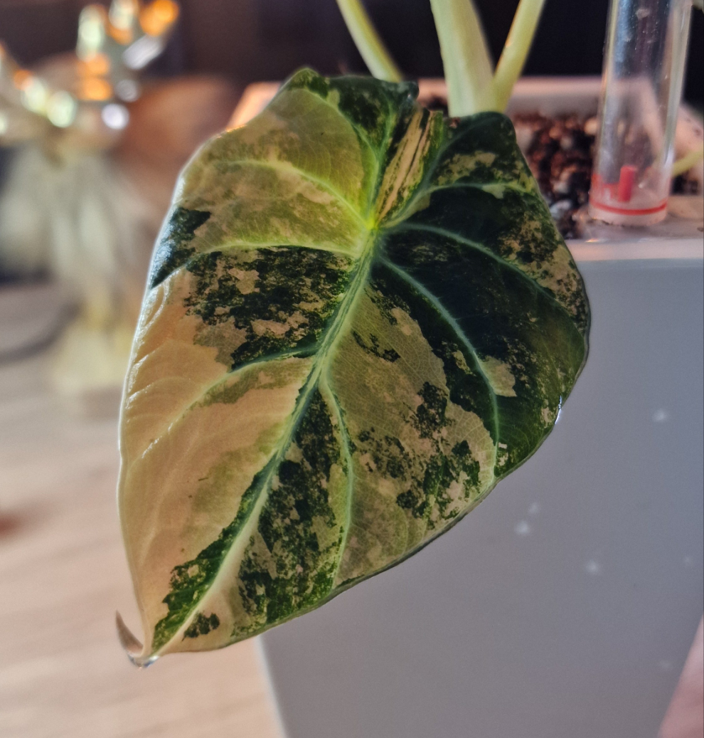 Alocasia Black Velvet Gold corm