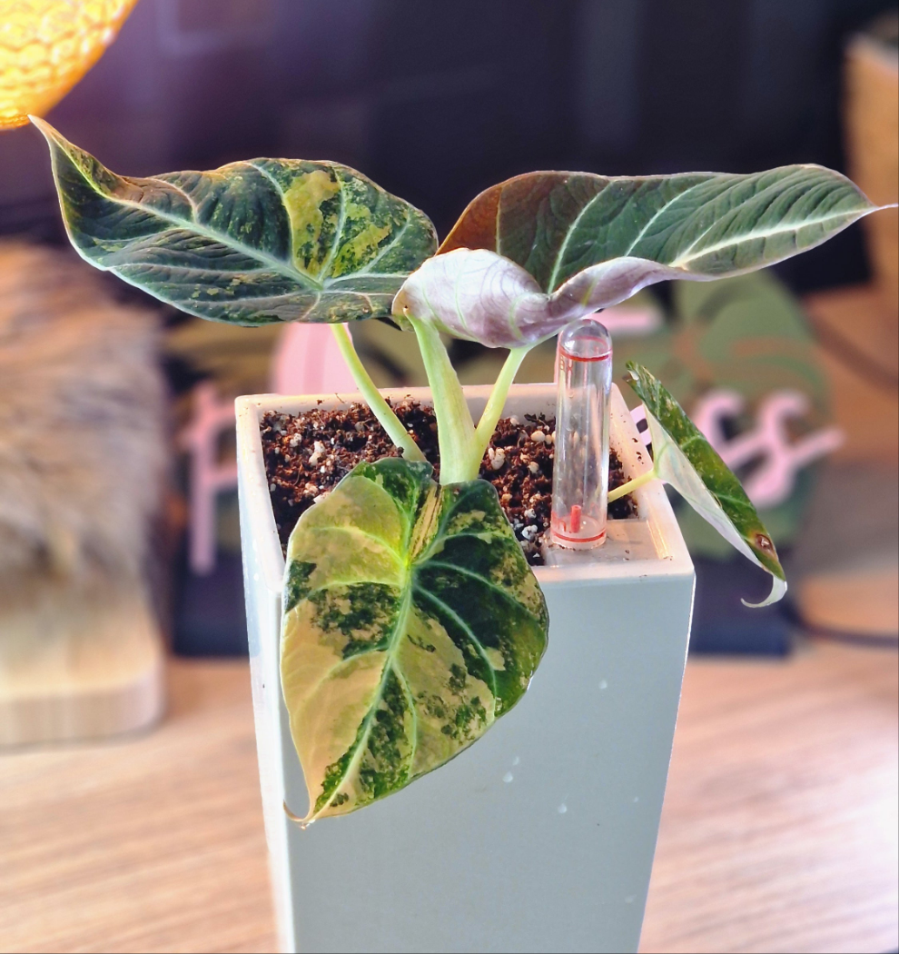 Alocasia Black Velvet Gold corm