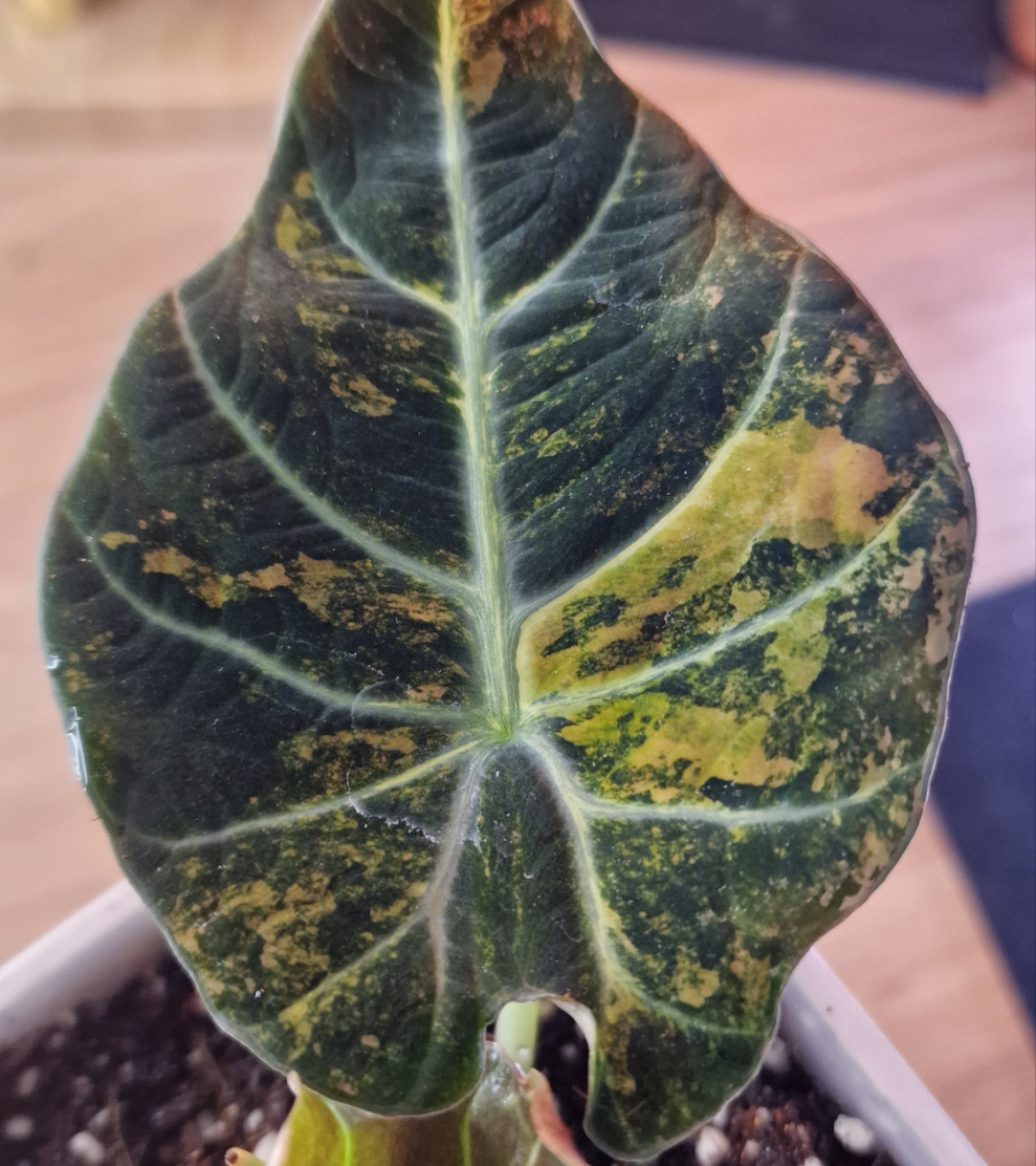 Alocasia Black Velvet Gold corm