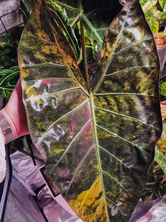 Alocasia Hybrid - Calidora × (Pink Dragon × Longiloba)