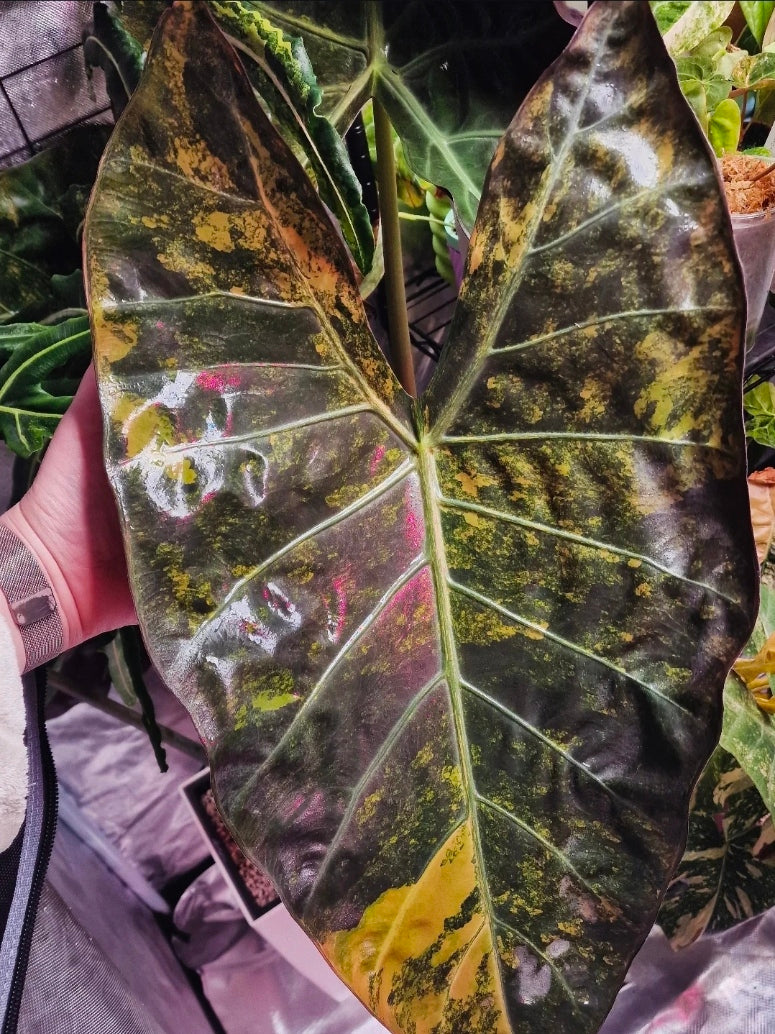 Alocasia Hybrid - Calidora × (Pink Dragon × Longiloba)