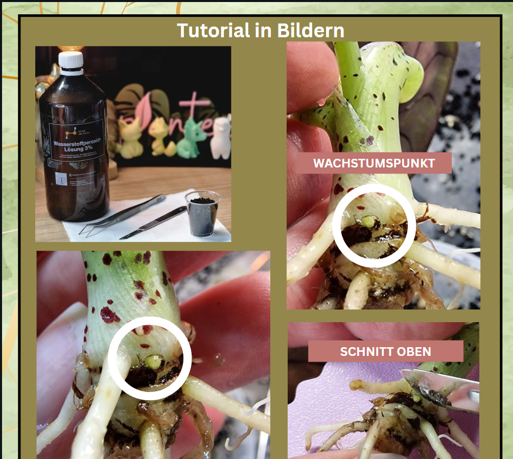 GERMAN! Make Stemcuts like a Pro!