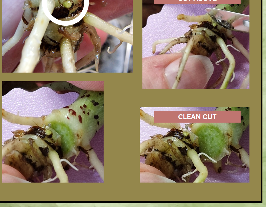 Make Stemcuts like a Pro!