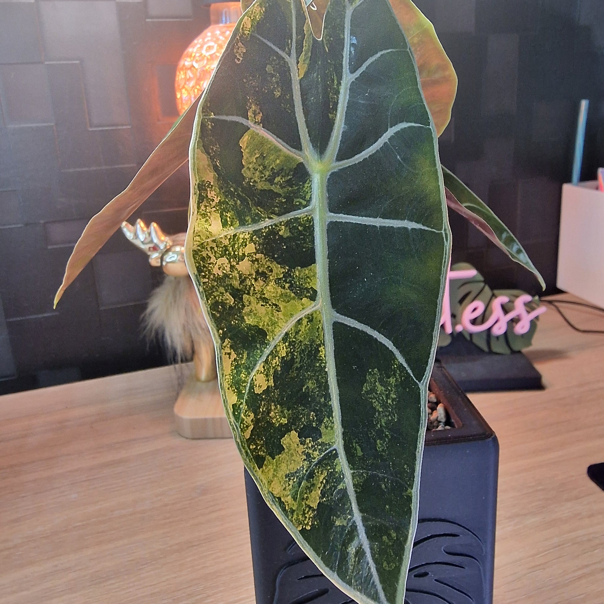 Alocasia Suhirmaniana aurea corm