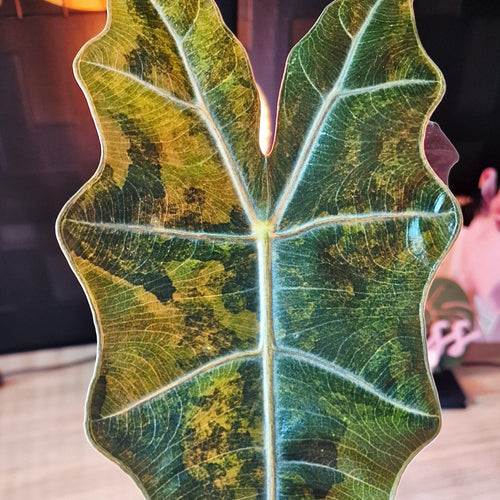 Alocasia 'Pseudo' Sanderiana aurea Corm