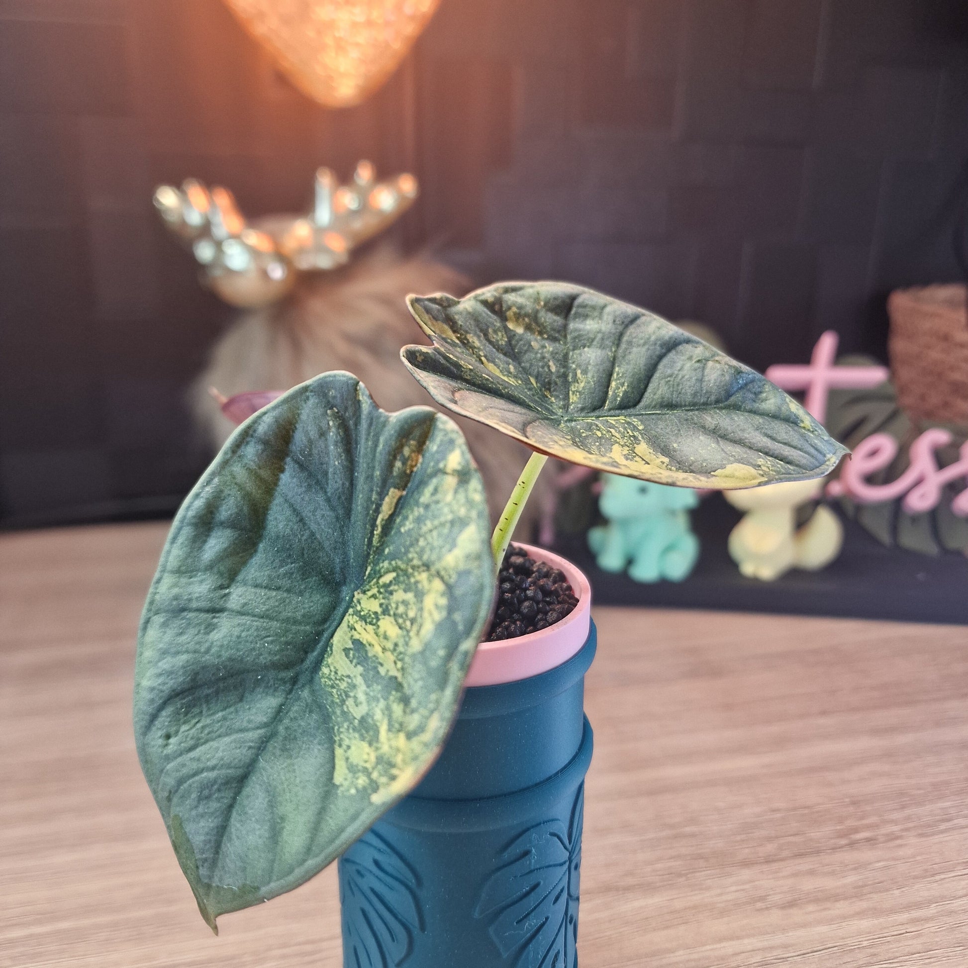 Alocasia Nebula aurea