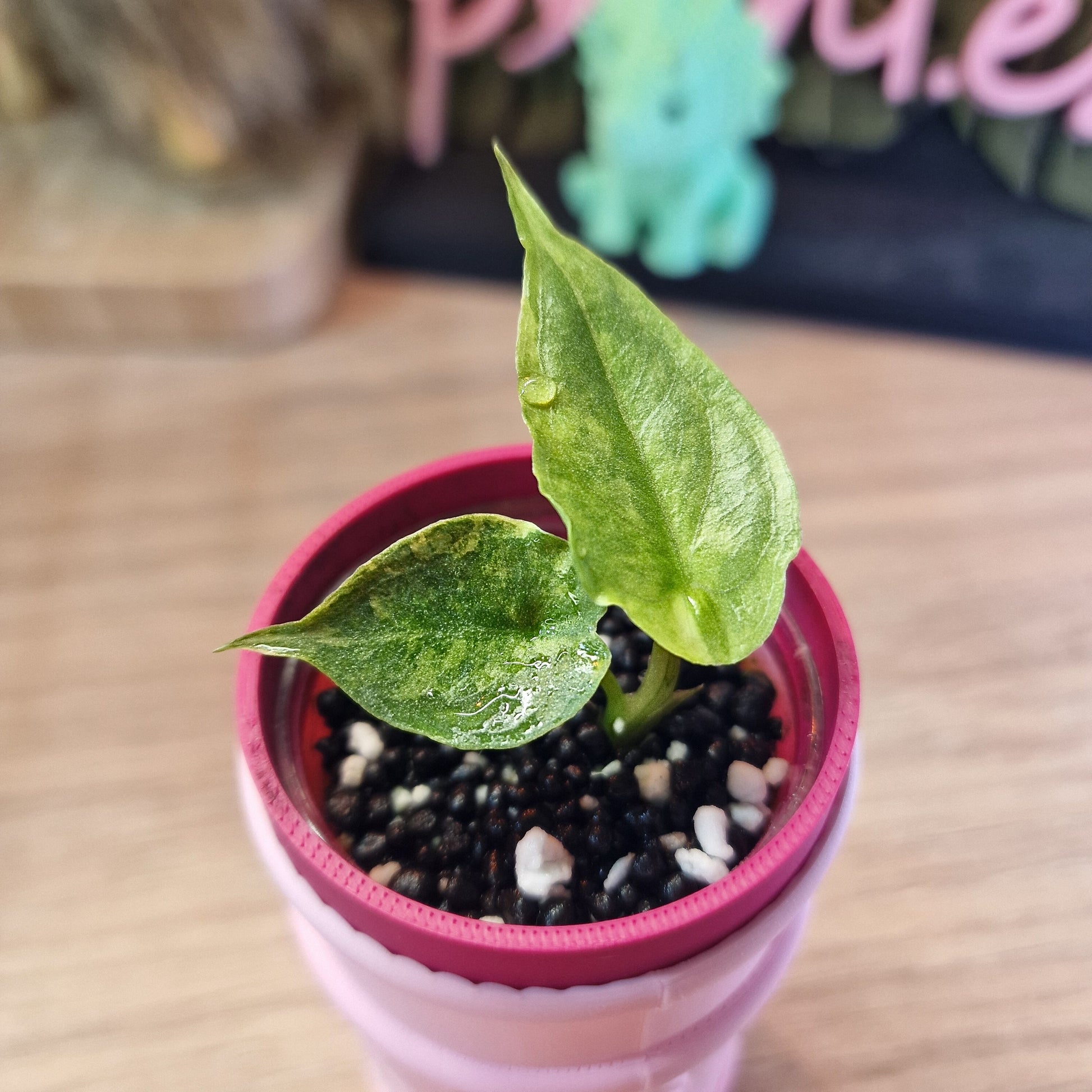 Alocasia Heterophylla 'Dragons Breath' aurea