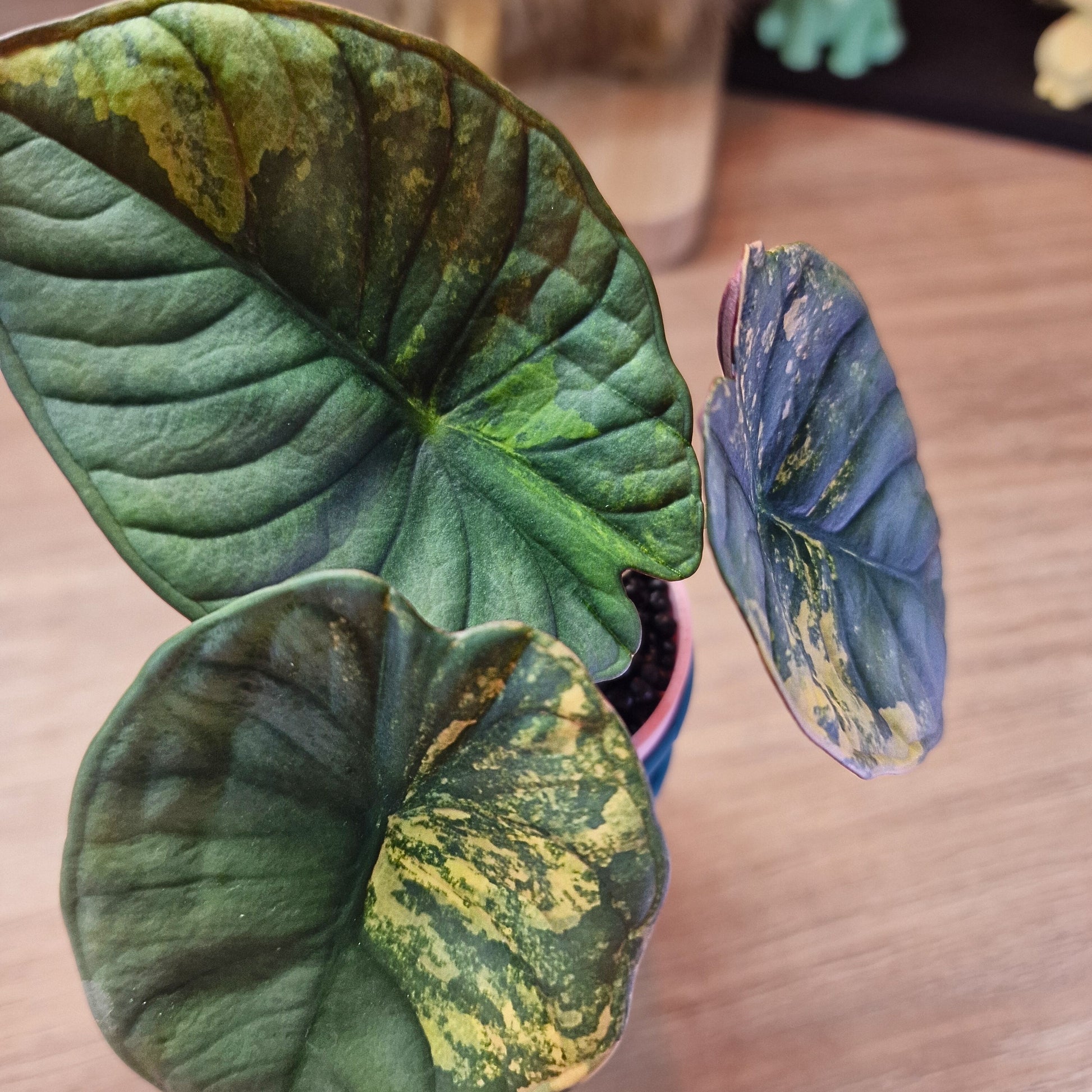 Alocasia Nebula aurea