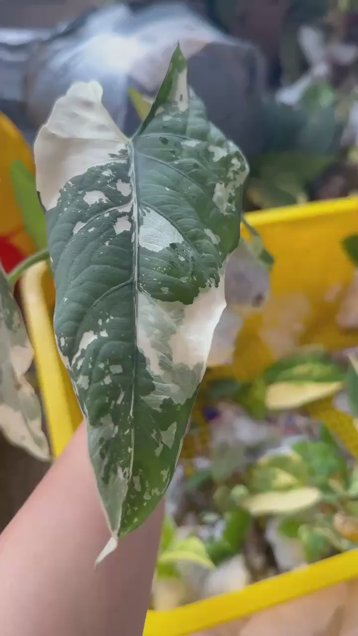 Alocasia Reginae x Scabriuscula Hybrid | Rare Collector Alocasia