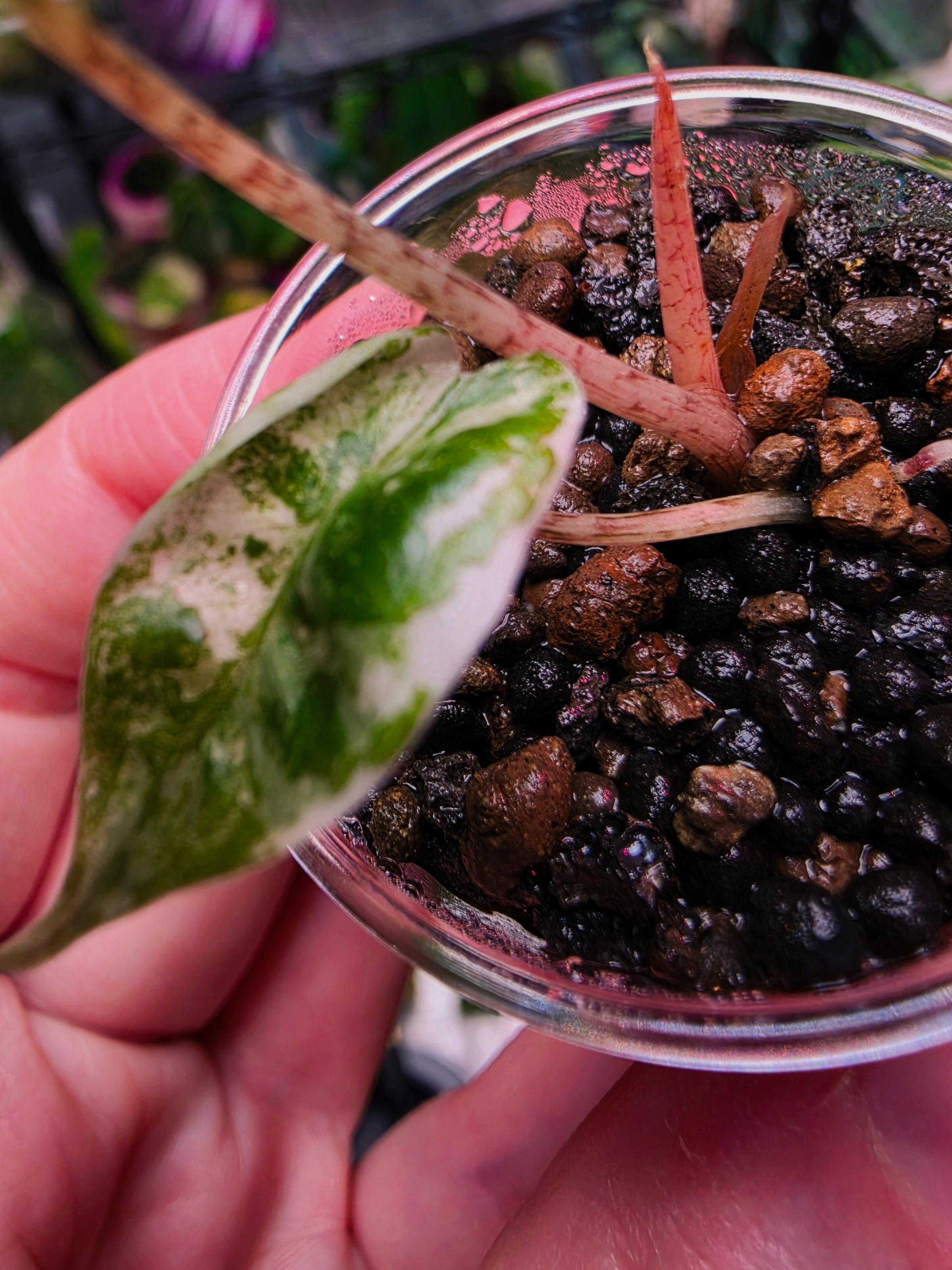 Alocasia Zebrina x Longiloba Albo | Rare Variegated Collector Alocasia