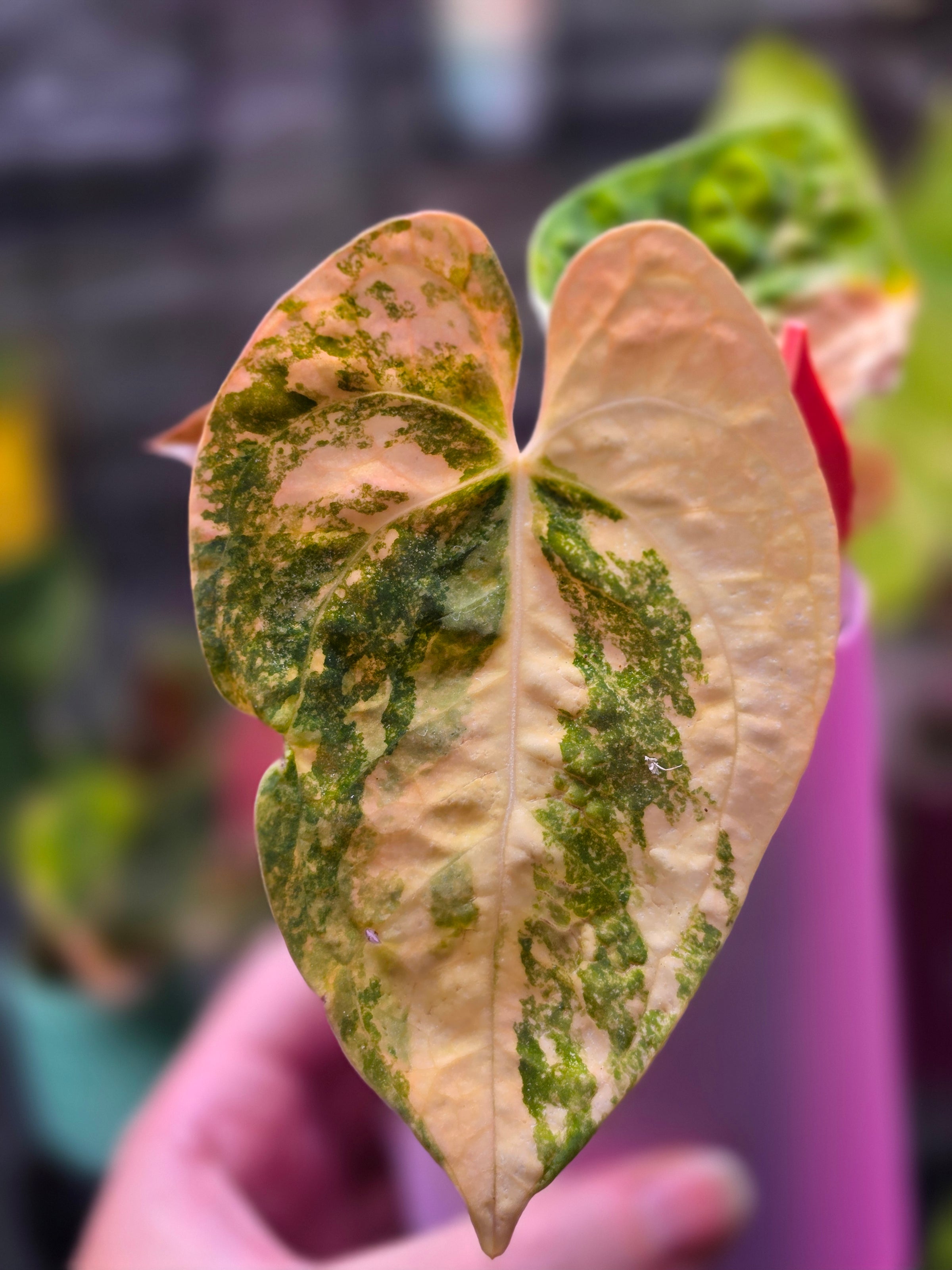 Anthurium Queen Crystallinum × (Forgetii × Papillilaminum) | Peach Clone Velvet Hybrid