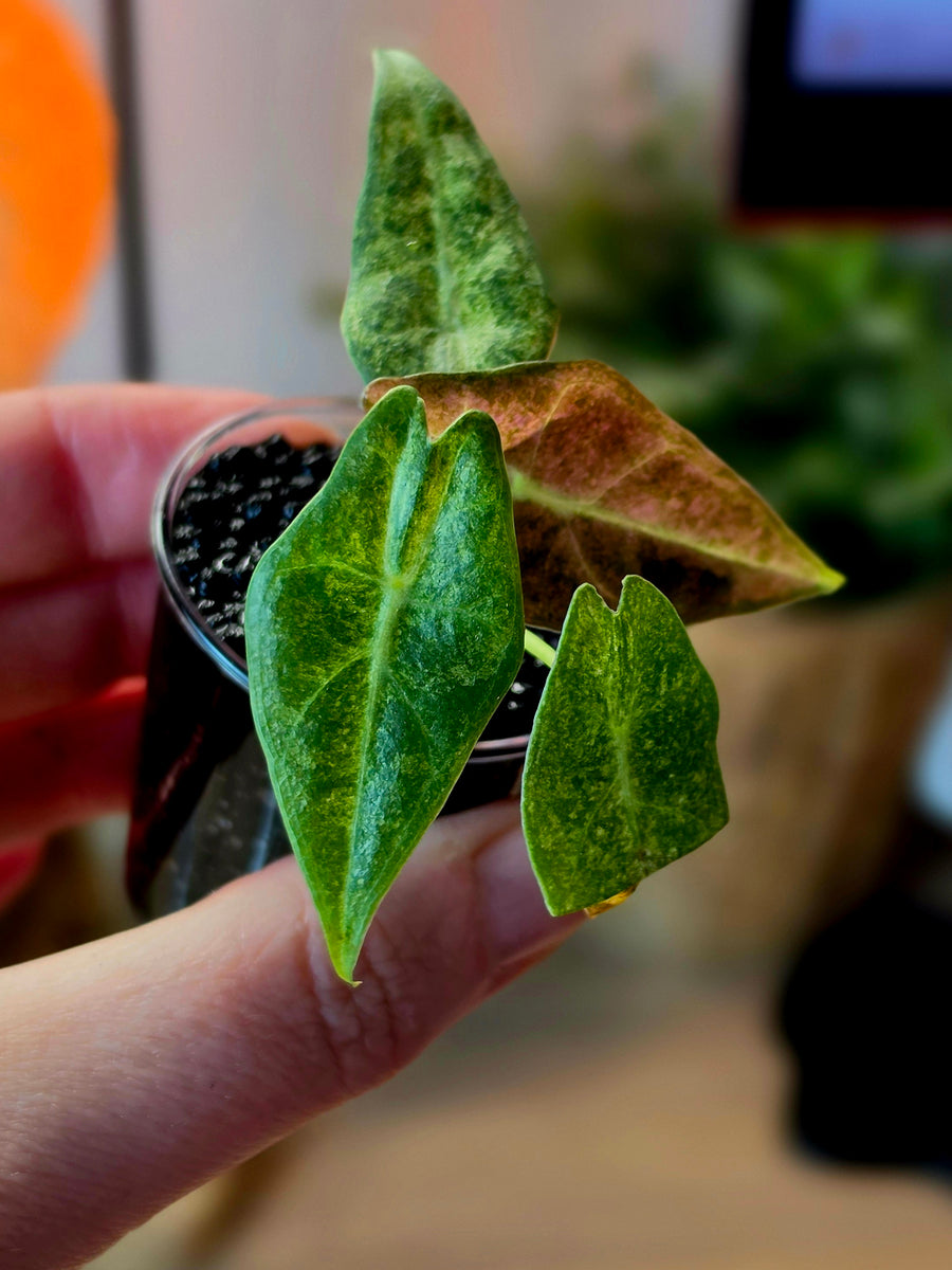 Alocasia longiloba 'Black Satun' Stardust | Pink Variegated, 4 Leaves