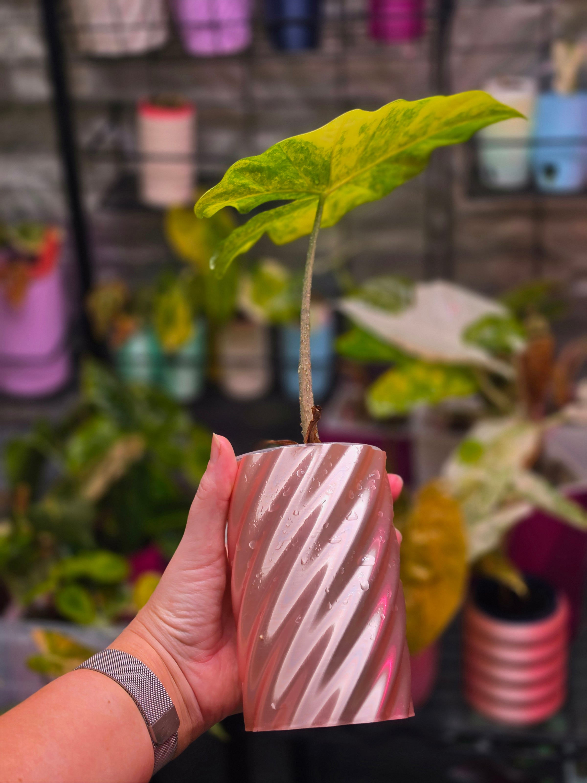 Alocasia 'Portora' Aurea (Variegated)