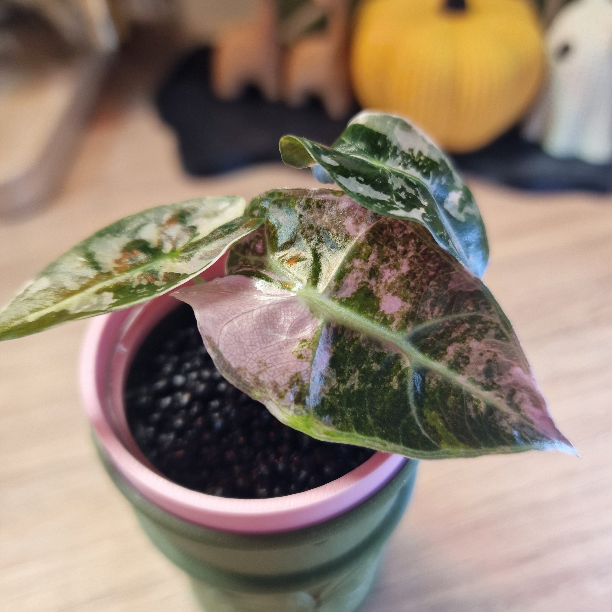 Alocasia Polly Pink snowflake ❄️