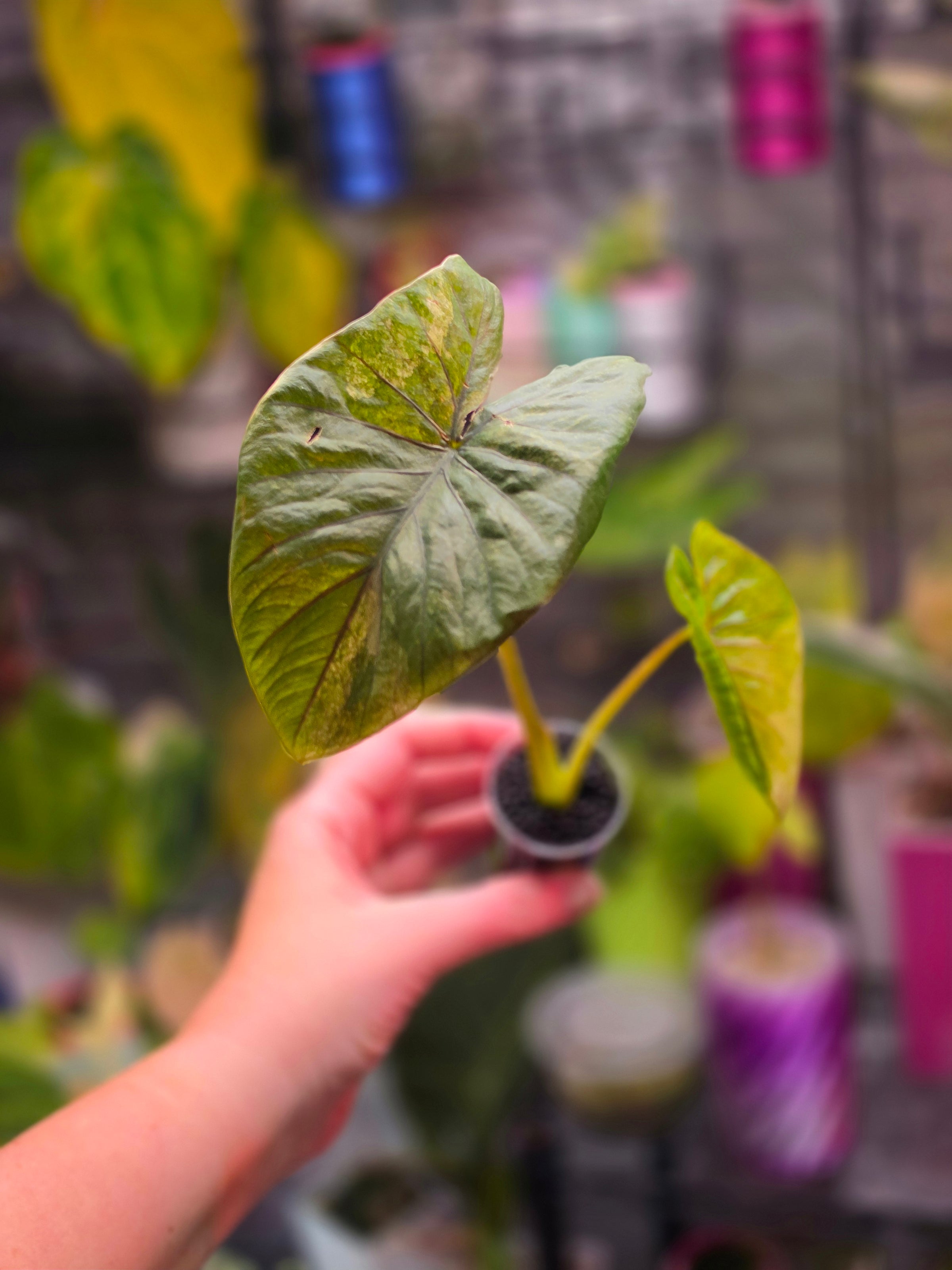 Alocasia Serendipity Gold Variegated | Rare Collector Alocasia Plant #3