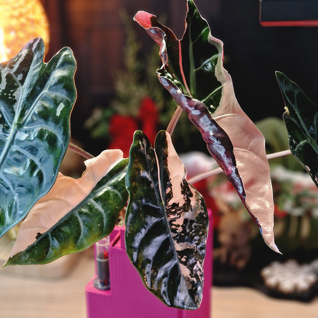 Alocasia Chantrieri pink corms