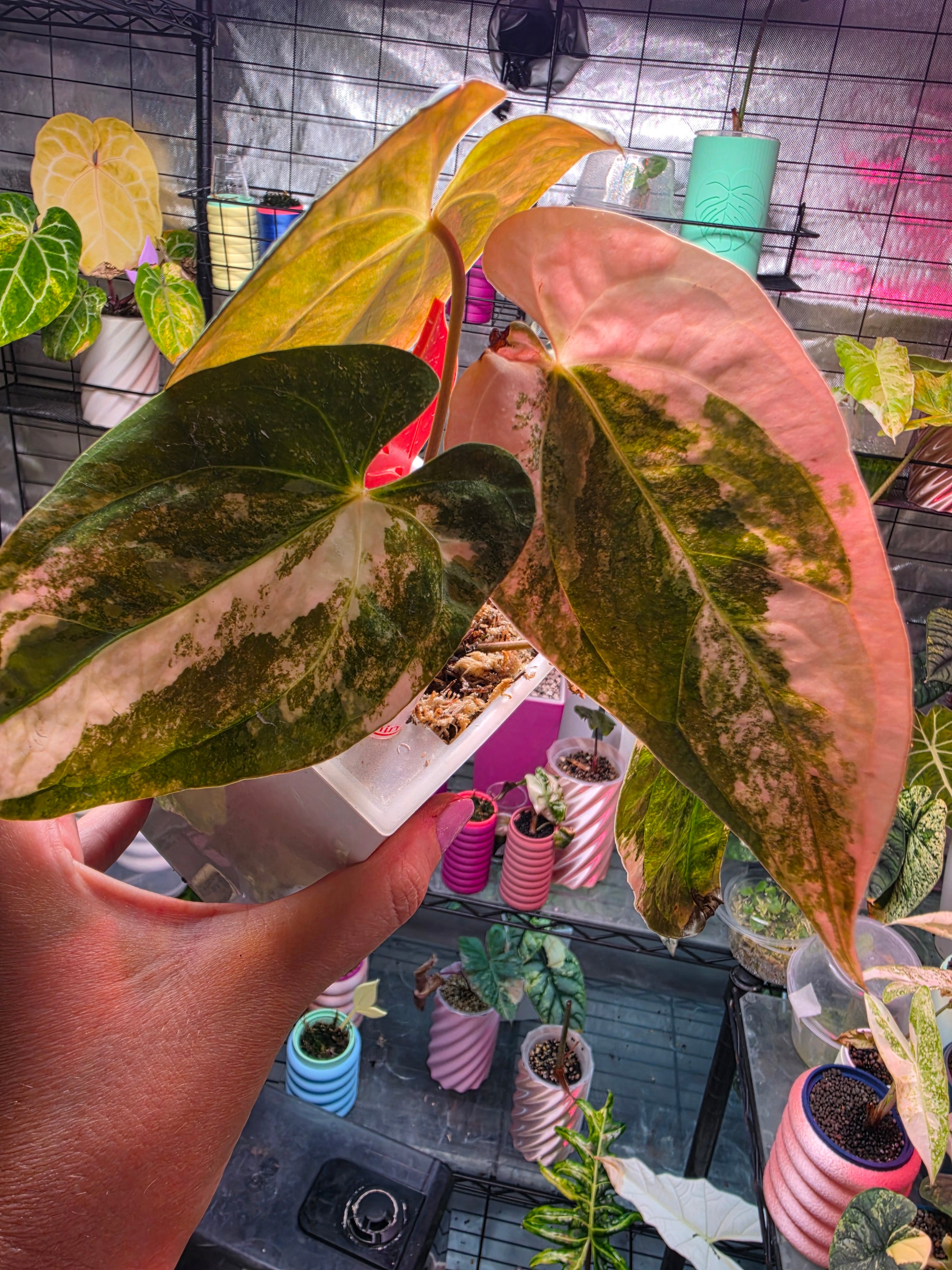 Anthurium (Papillilaminum × Crystallinum) × (Debilis × Red Vein Dark Phoenix) | Velvet Collector Hybrid