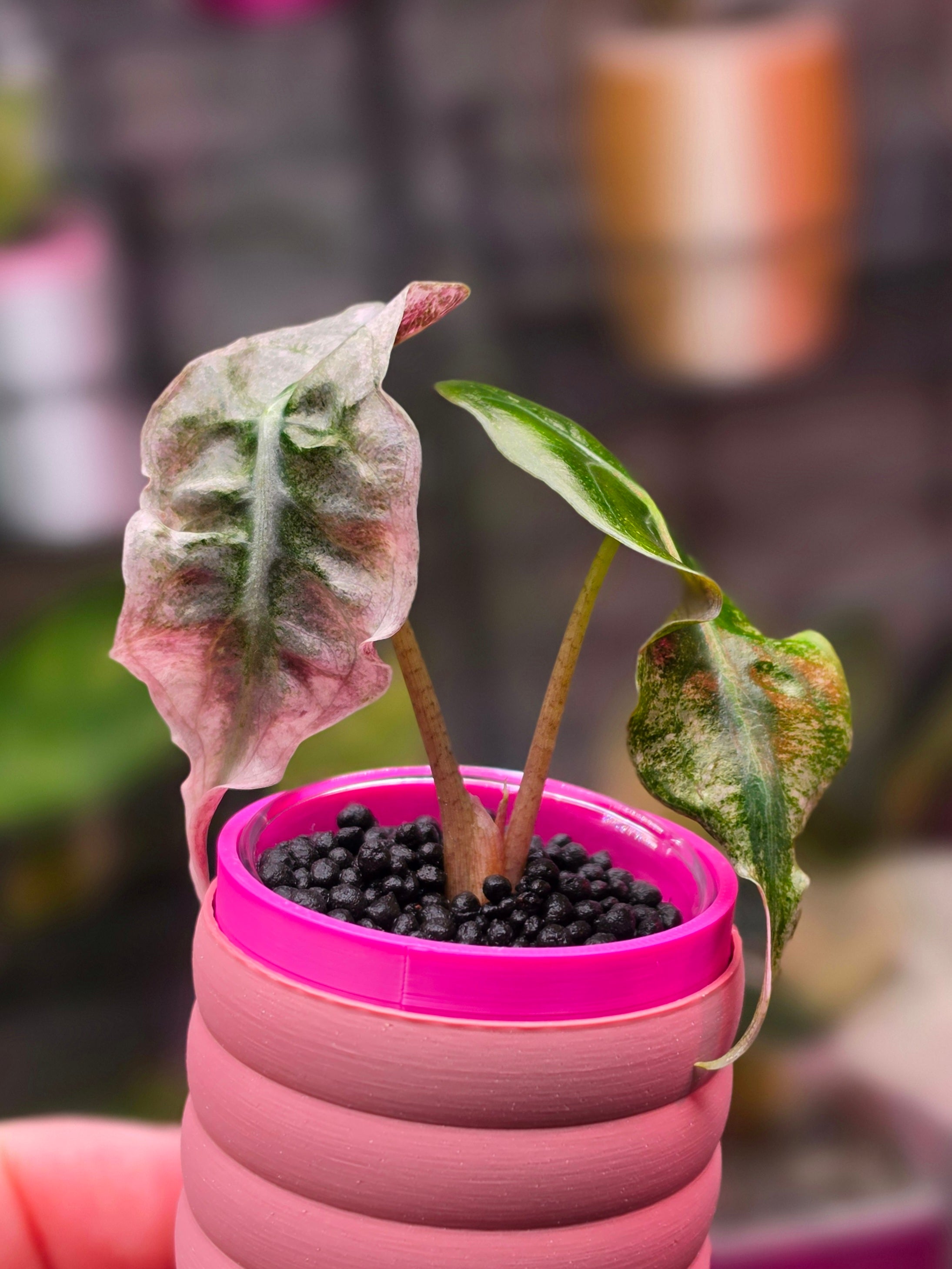 Alocasia Venom Polly Pink | Ultra Rare Pink Variegated Collector Alocasia