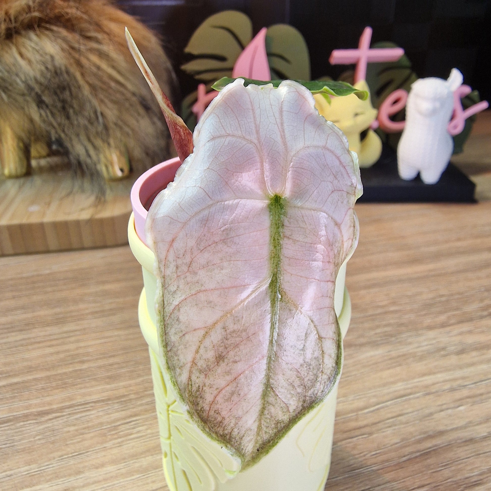 Alocasia Azlanii albo/pink