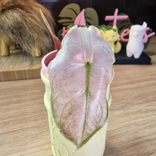 Alocasia Azlanii albo/pink
