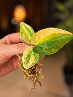 Anthurium Forgetii × (Carla × AOS) (Variegated)