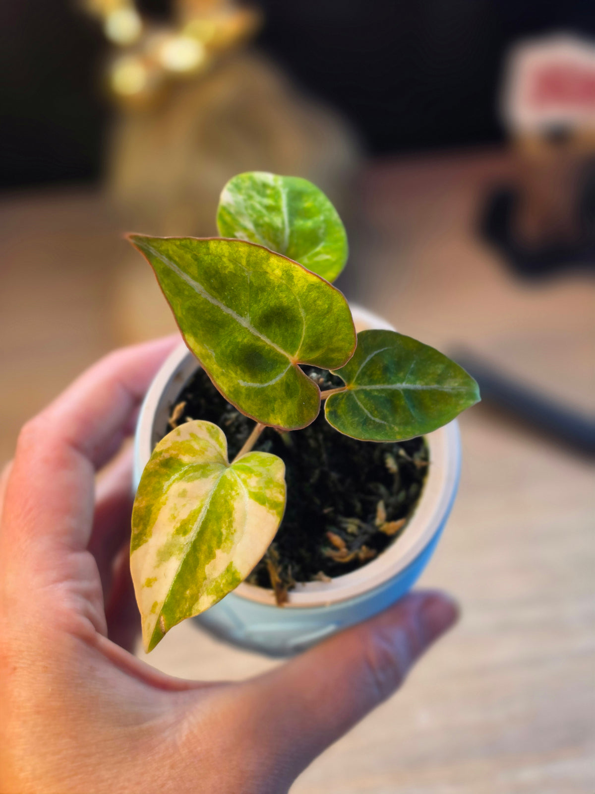 Anthurium (magnificum × magnificum) × papillilaminum