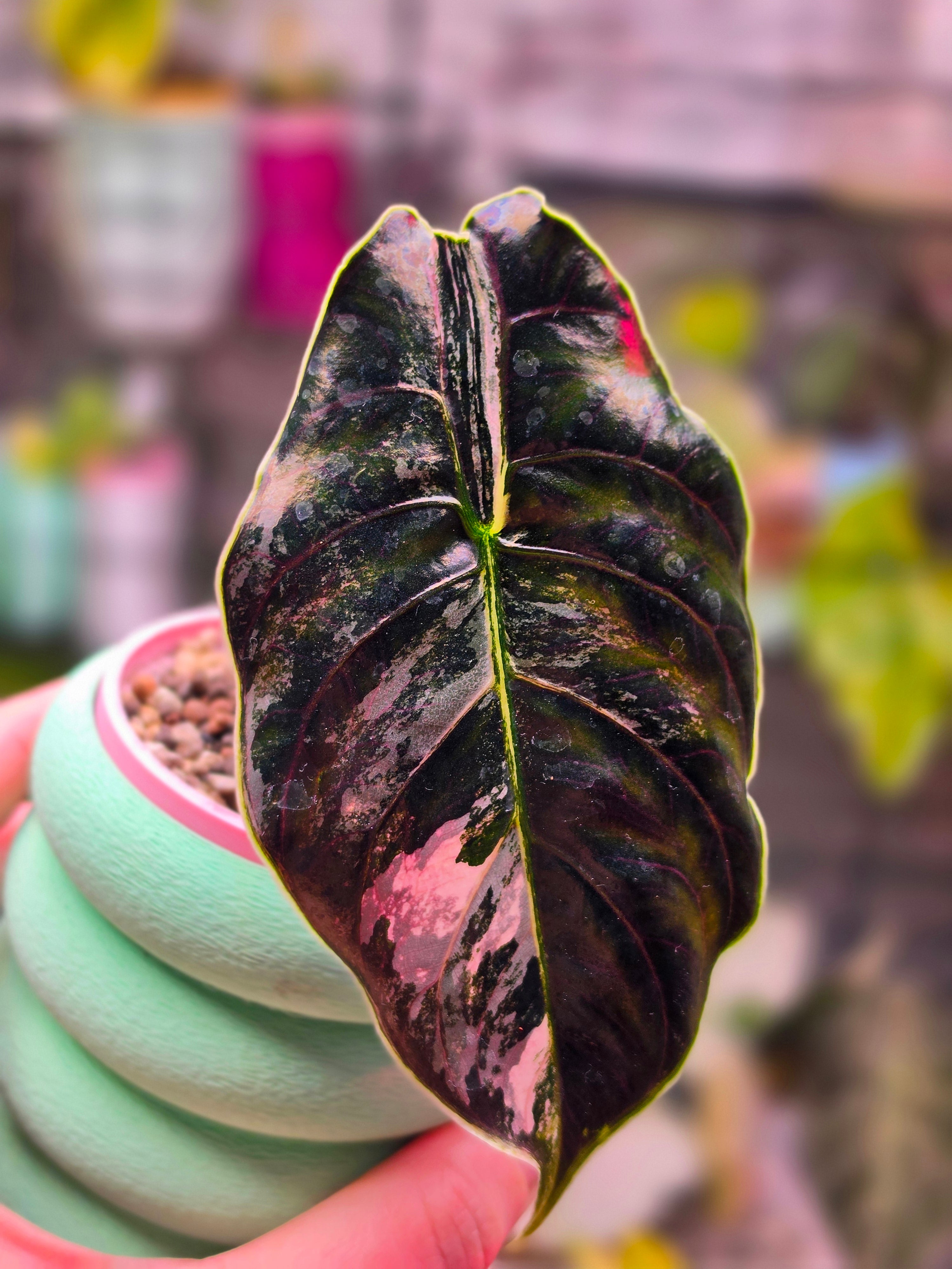 Alocasia Azlanii Pink | Mature Size Pink Variegated Collector